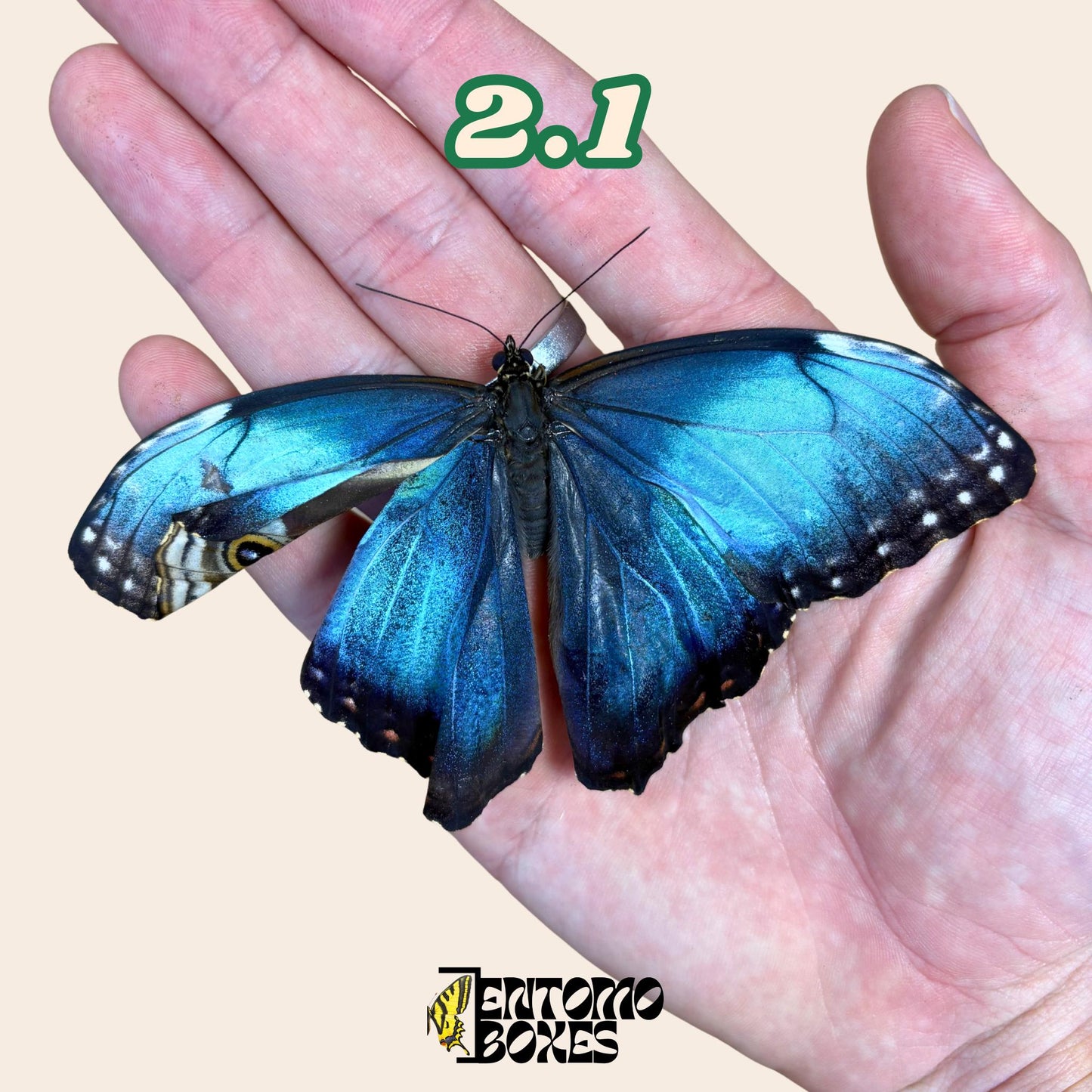 DEFECTED blue morpho papered dry tropical butterfly from South America insect for preparation