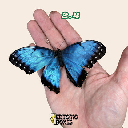 DEFECTED blue morpho papered dry tropical butterfly from South America insect for preparation