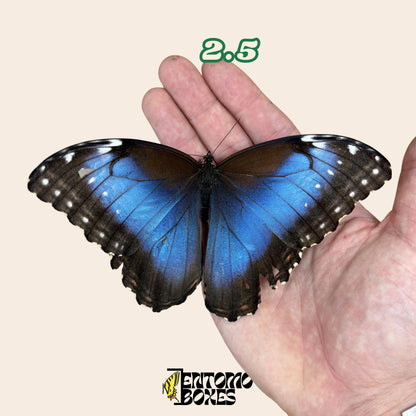 DEFECTED blue morpho papered dry tropical butterfly from South America insect for preparation