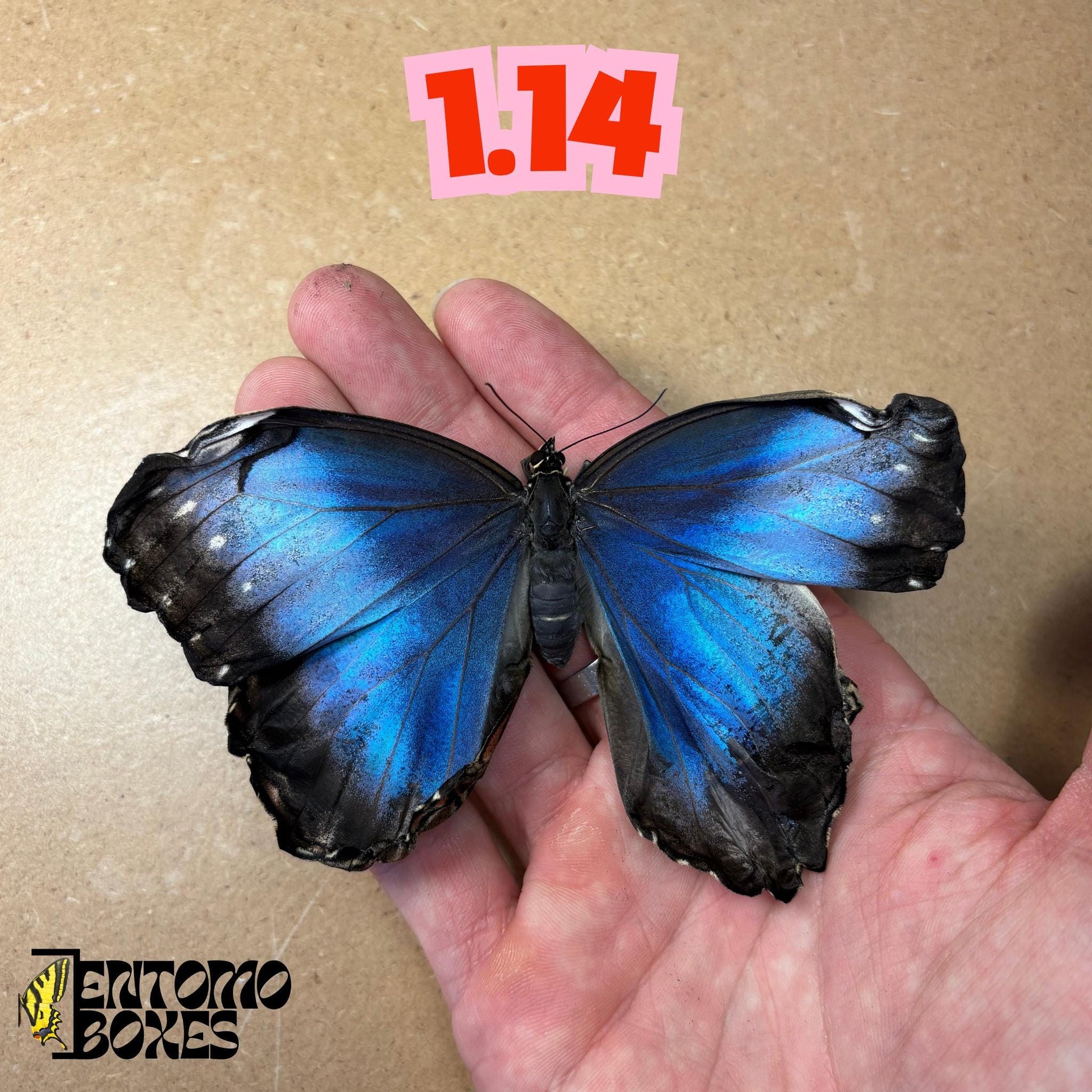 DEFECTED blue morpho papered dry tropical butterfly from South America insect for preparation