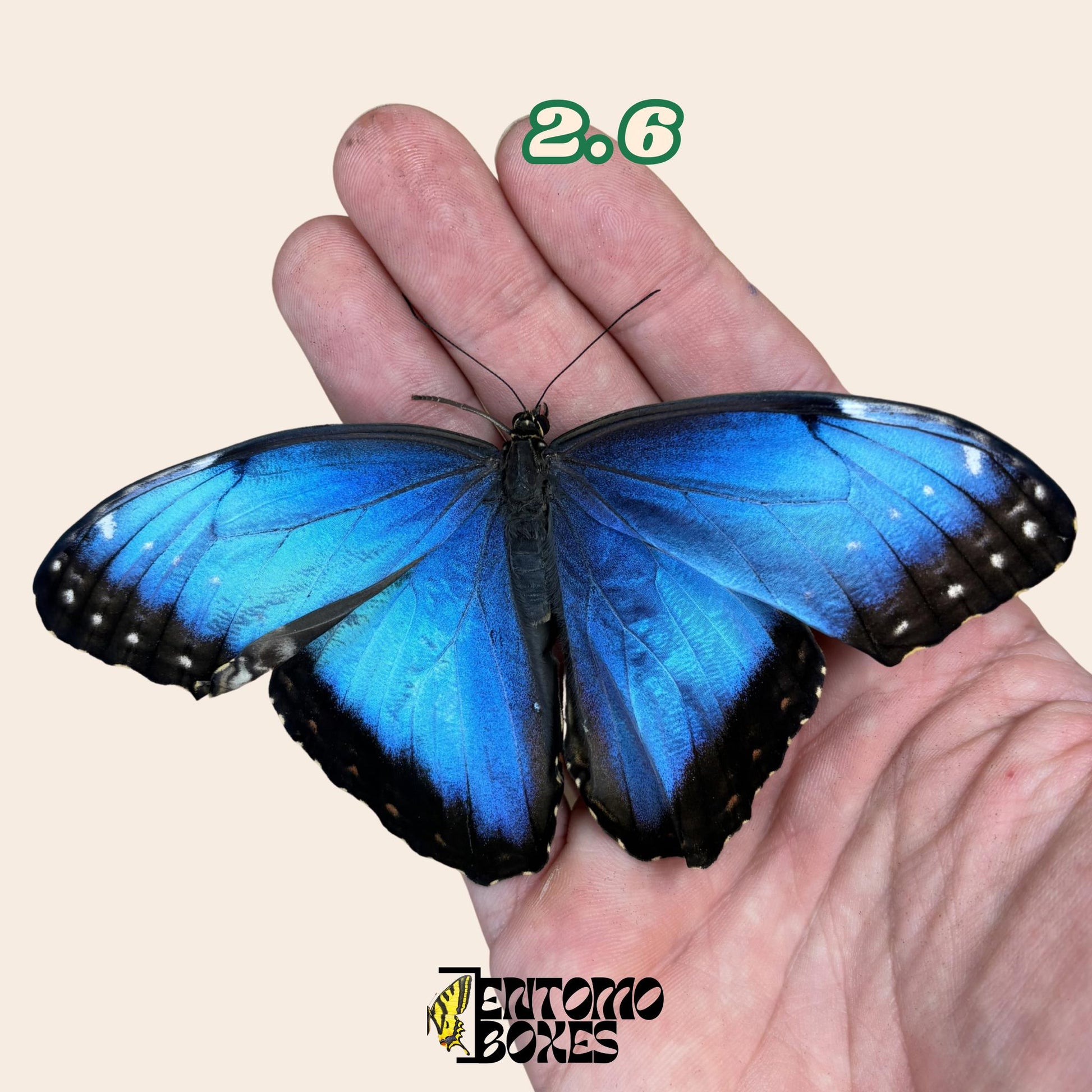 DEFECTED blue morpho papered dry tropical butterfly from South America insect for preparation