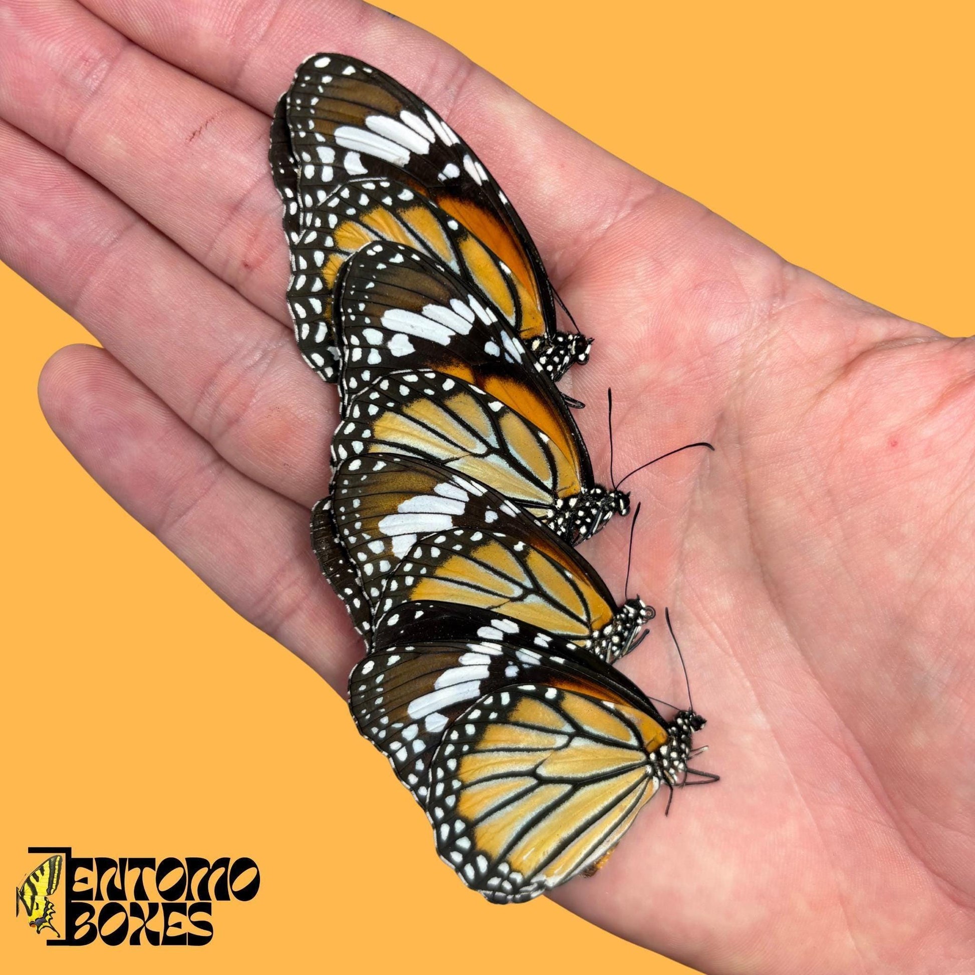 Danaus genutia four butterflies