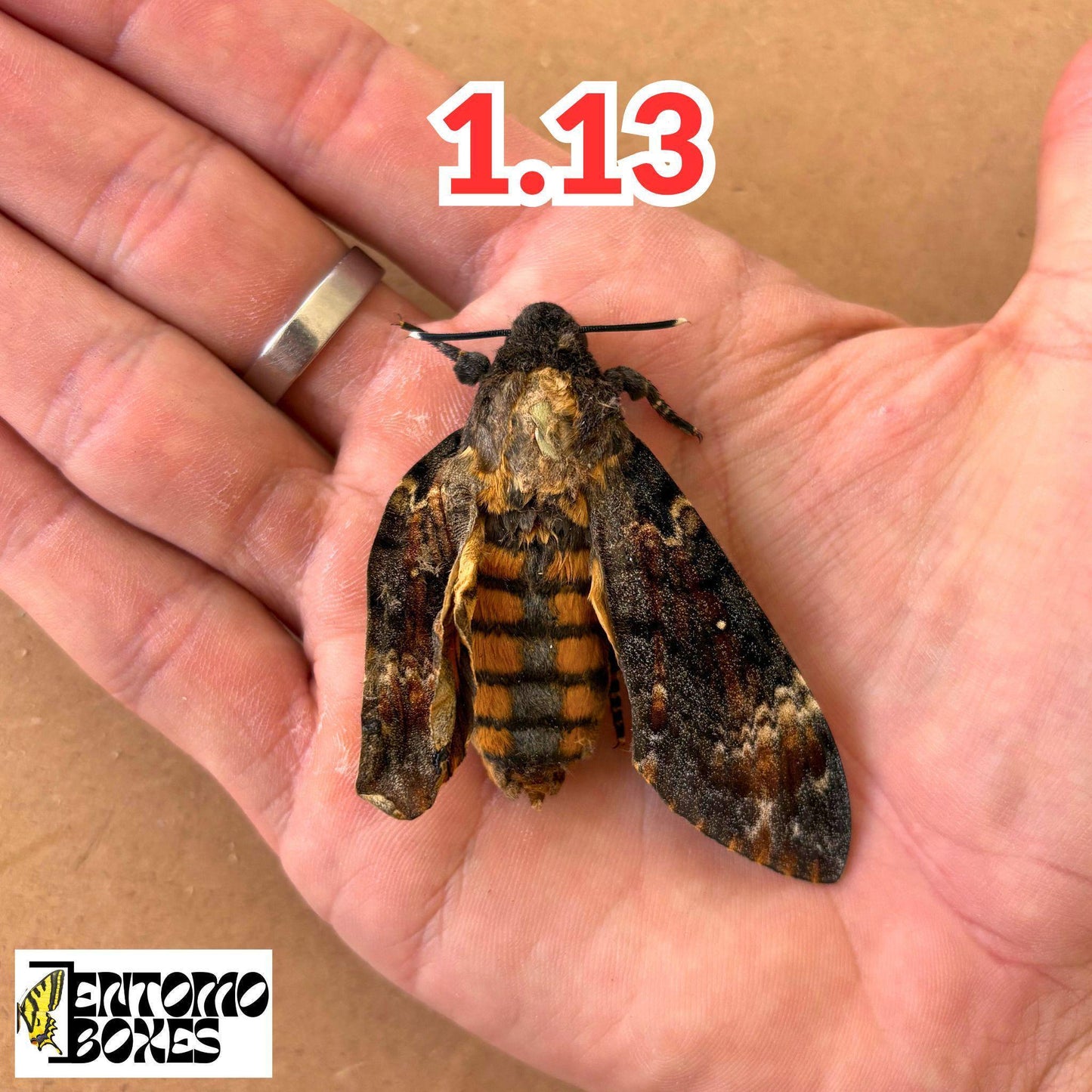 Death head Hawkmoth Specimen Acherontia Atropos Entomology Taxidermy Skull