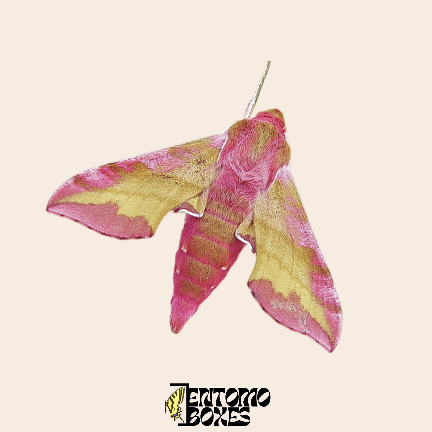 Deilephila porcellus the small elephant hawk-moth for sale __etsy:8136960589