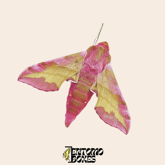 Deilephila porcellus the small elephant hawk-moth for sale __etsy:8136960589