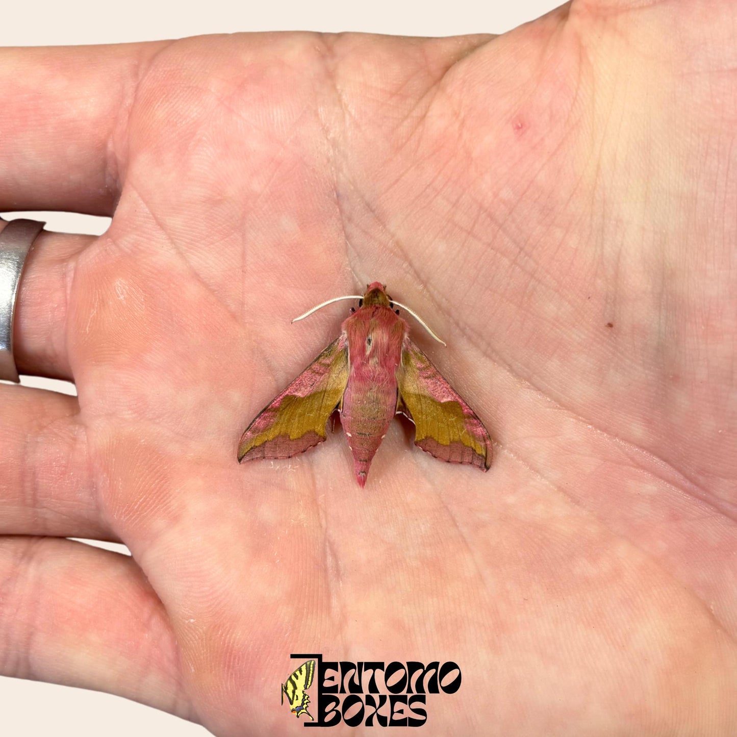 Deilephila porcellus the small elephant hawk-moth on hand __etsy:8136961133