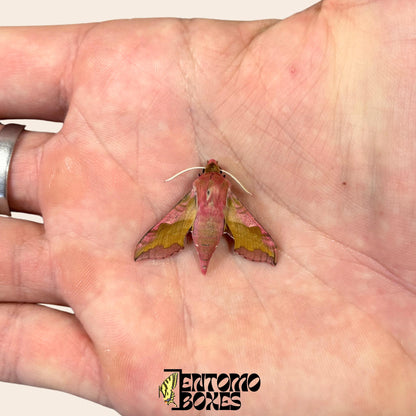 Deilephila porcellus the small elephant hawk-moth on hand __etsy:8136961133