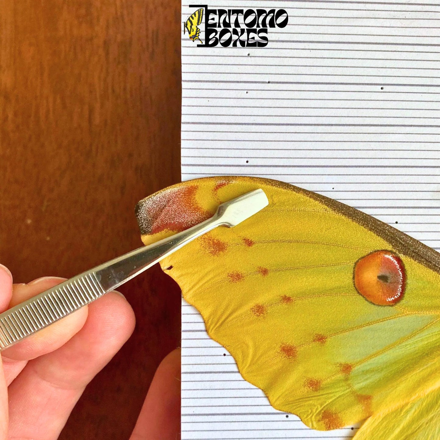 flat tip entomology tweezers for pinning butterflies