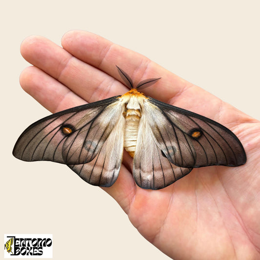 ghostly silkmoth male