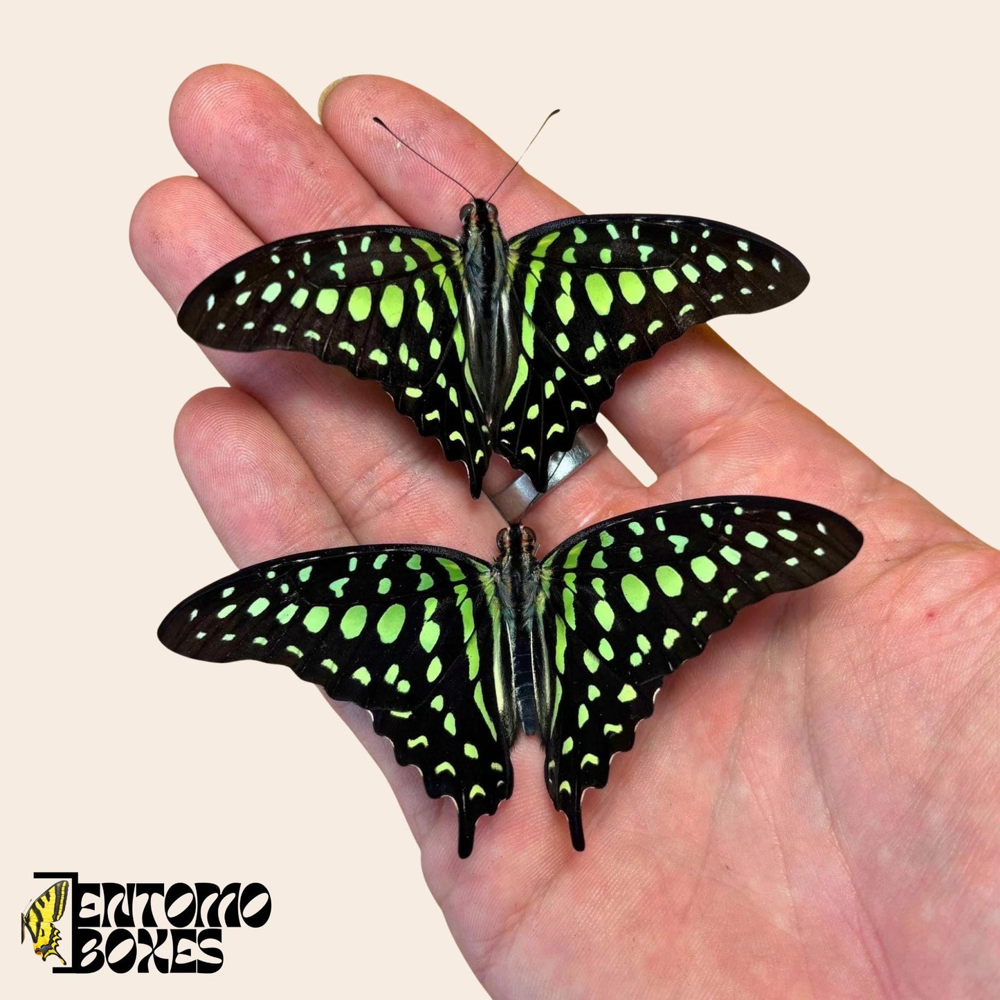 graphium agamemnon two butterflies on hand