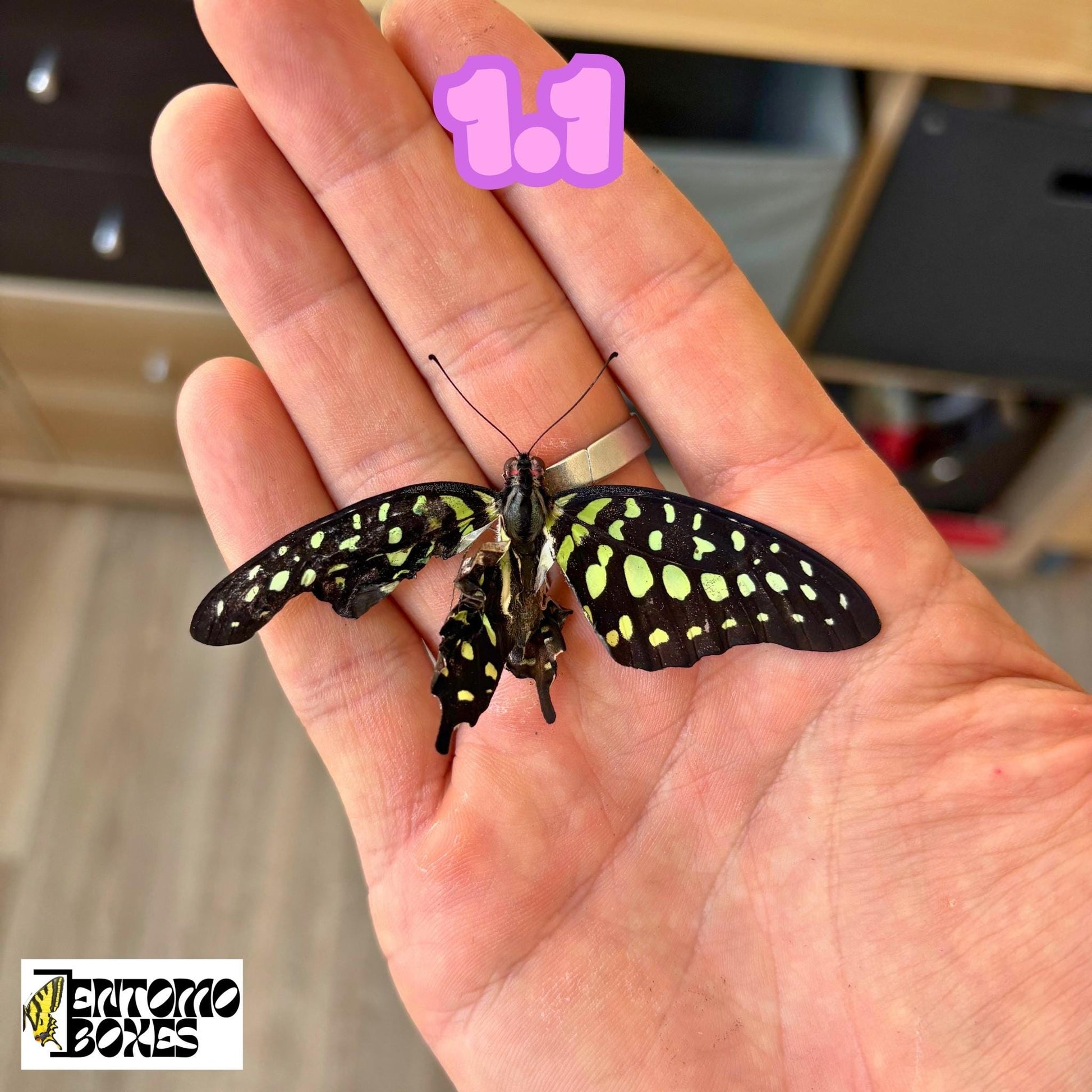 graphium agamemnon defected butterfly