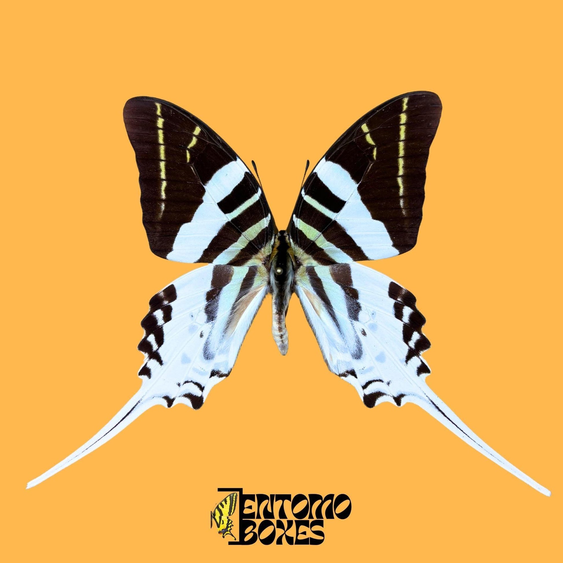 Graphium androcles pinned male butterfly