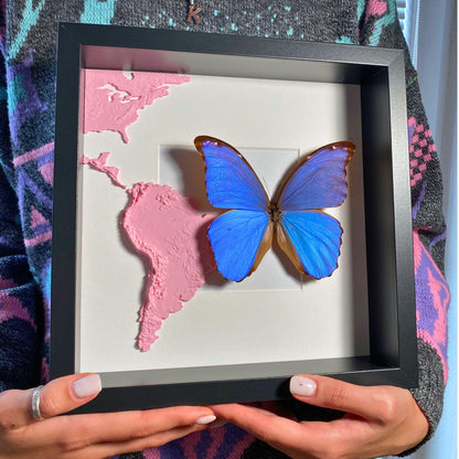 morpho didius tropical butterfly in frame with 3D printed map of south america