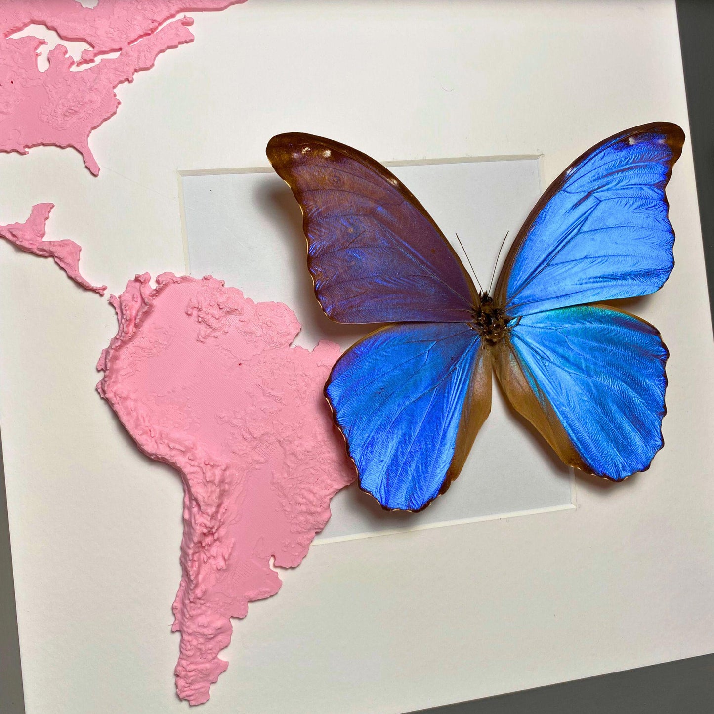 morpho didius tropical butterfly in frame with 3D printed map of south america