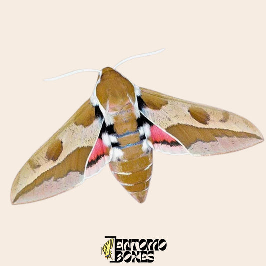 hyles euphorbiae specimen pinned specimen, sustainably sourced from EntomoBoxes