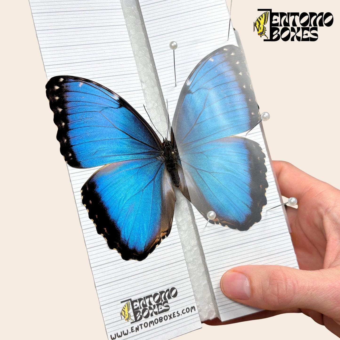 entomology pinning pins