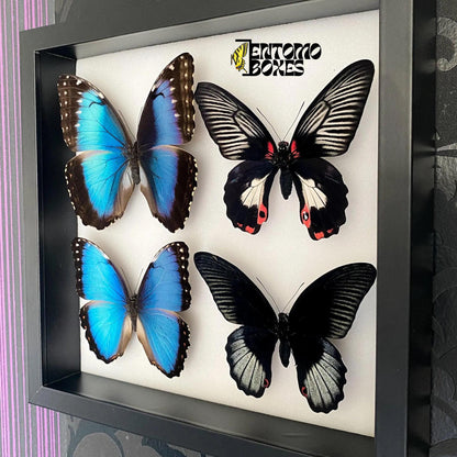 butterflies in isect shadow box
