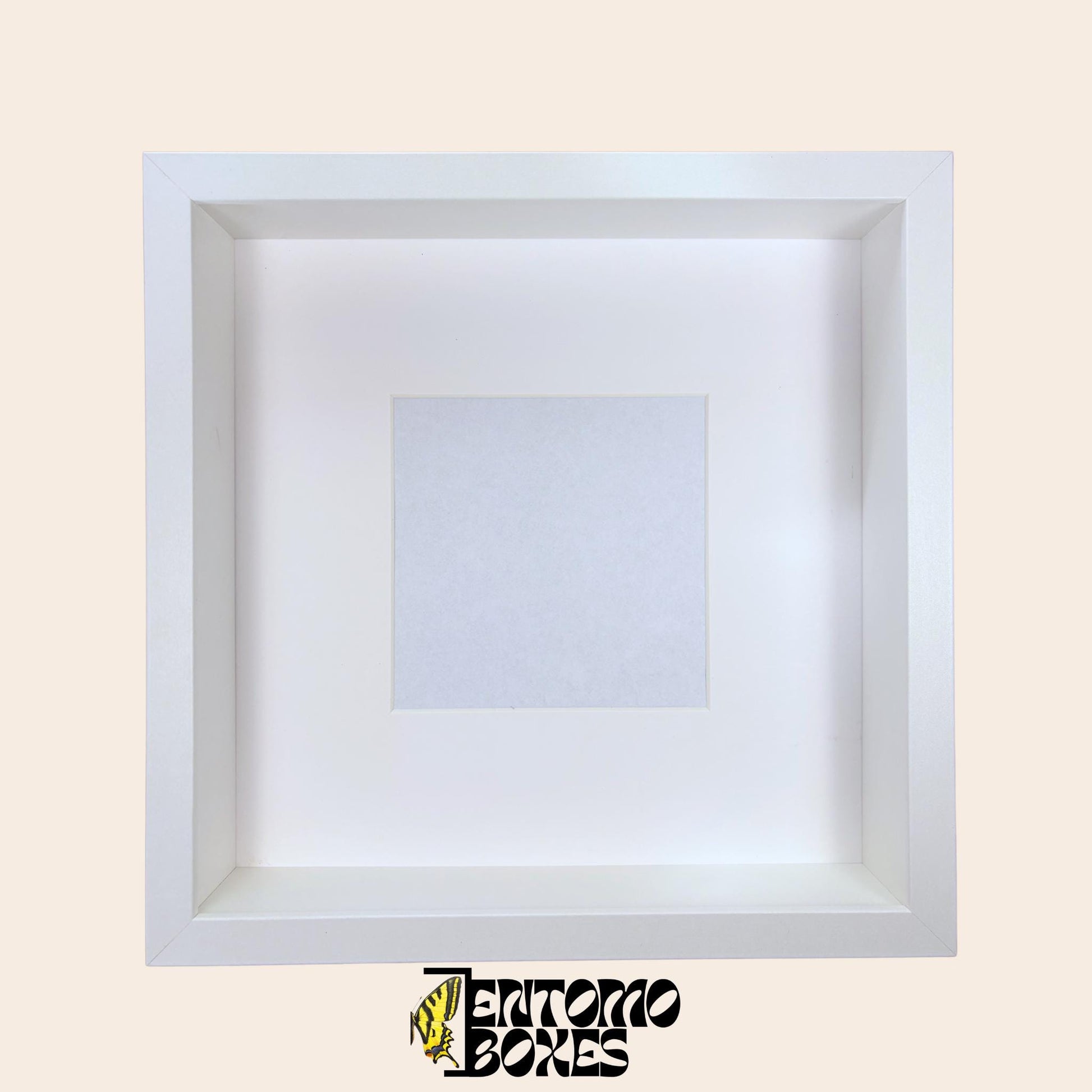 whote insect storage box