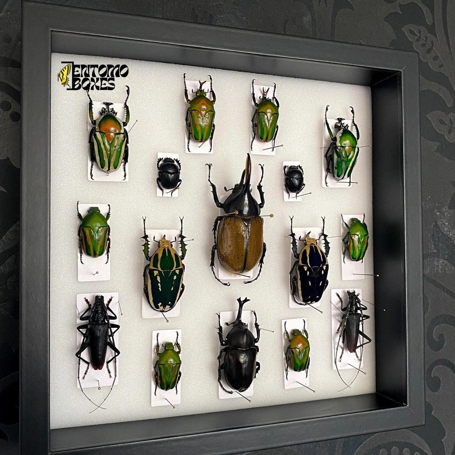 beetles in insect shadow frame