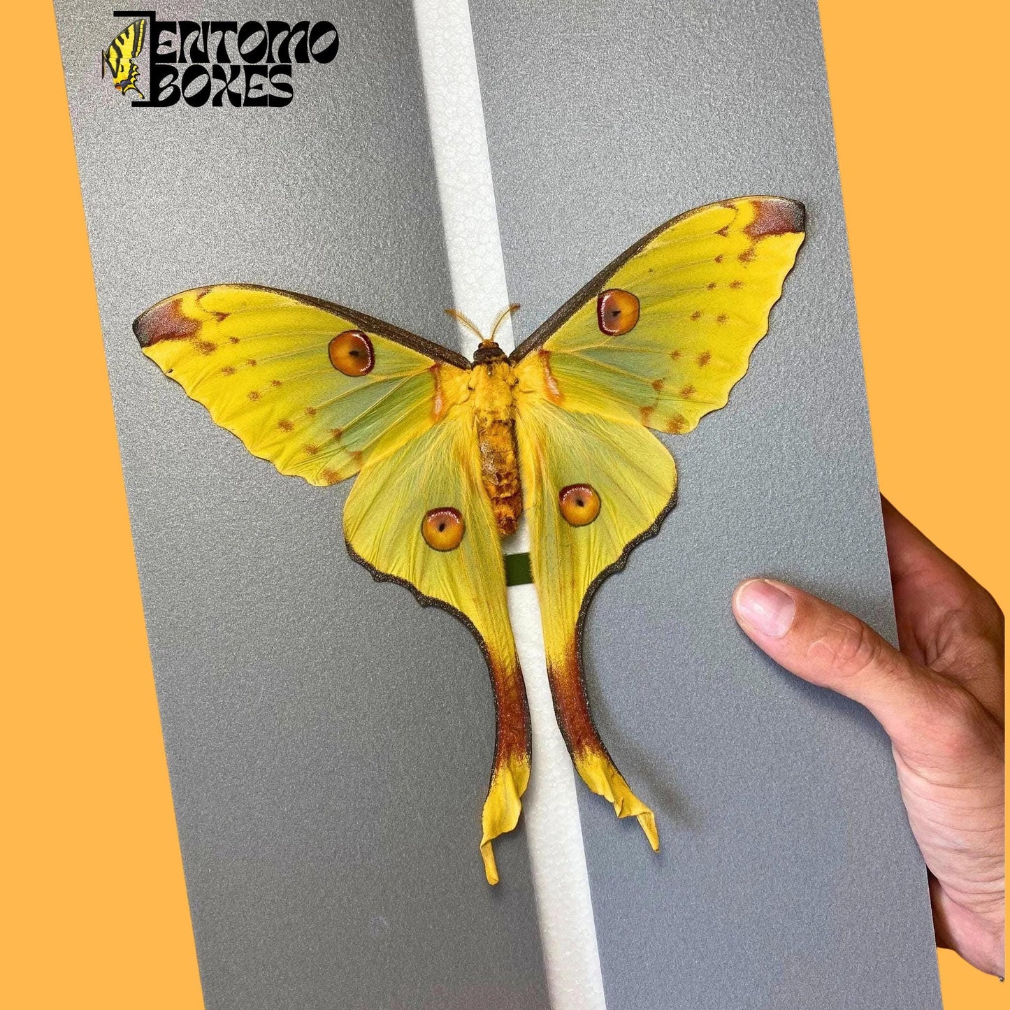 agrema mittrei female moth on entomoboxes pinning board