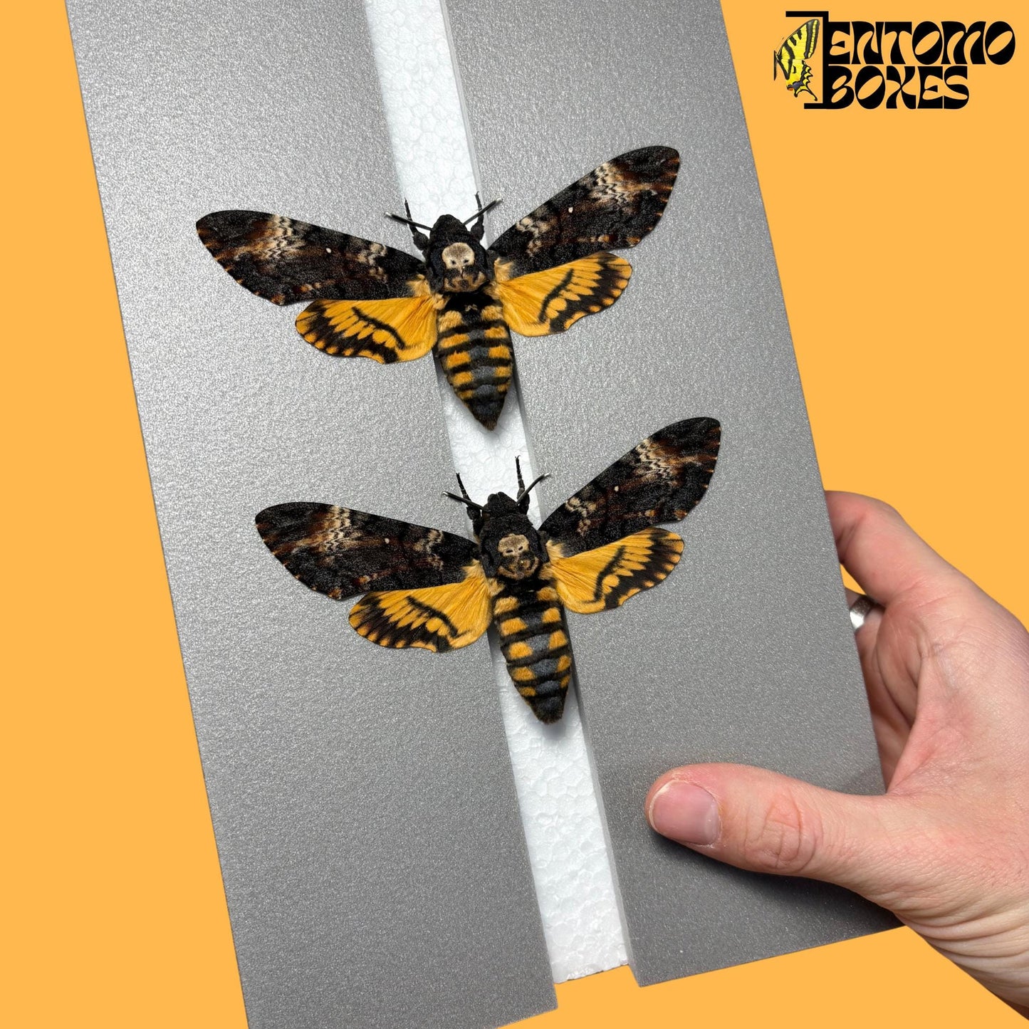 two acherontia atropos hawkmoths on pinning board from entomoboxes