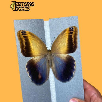 caligo memnon on pinning board from entomoboxes