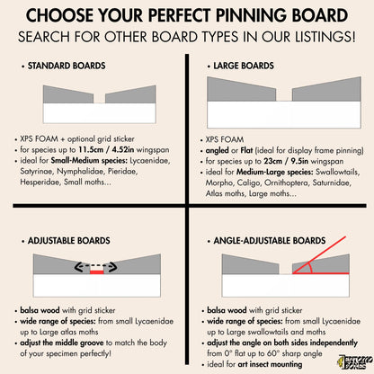 Large Angled Pinning Boards Butterflies Moths insect taxidermy entomology