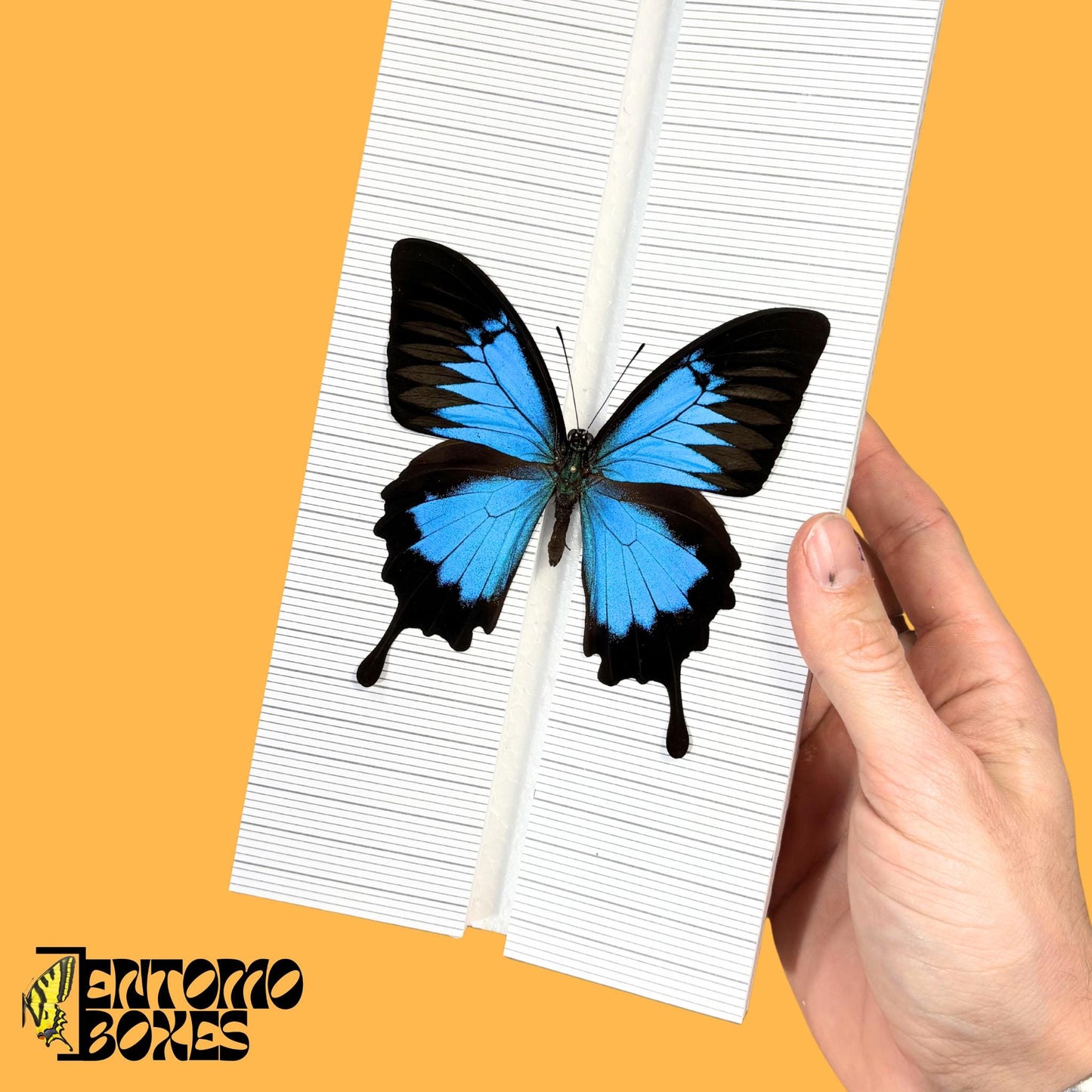 large butterfly pinning board with grid sticker