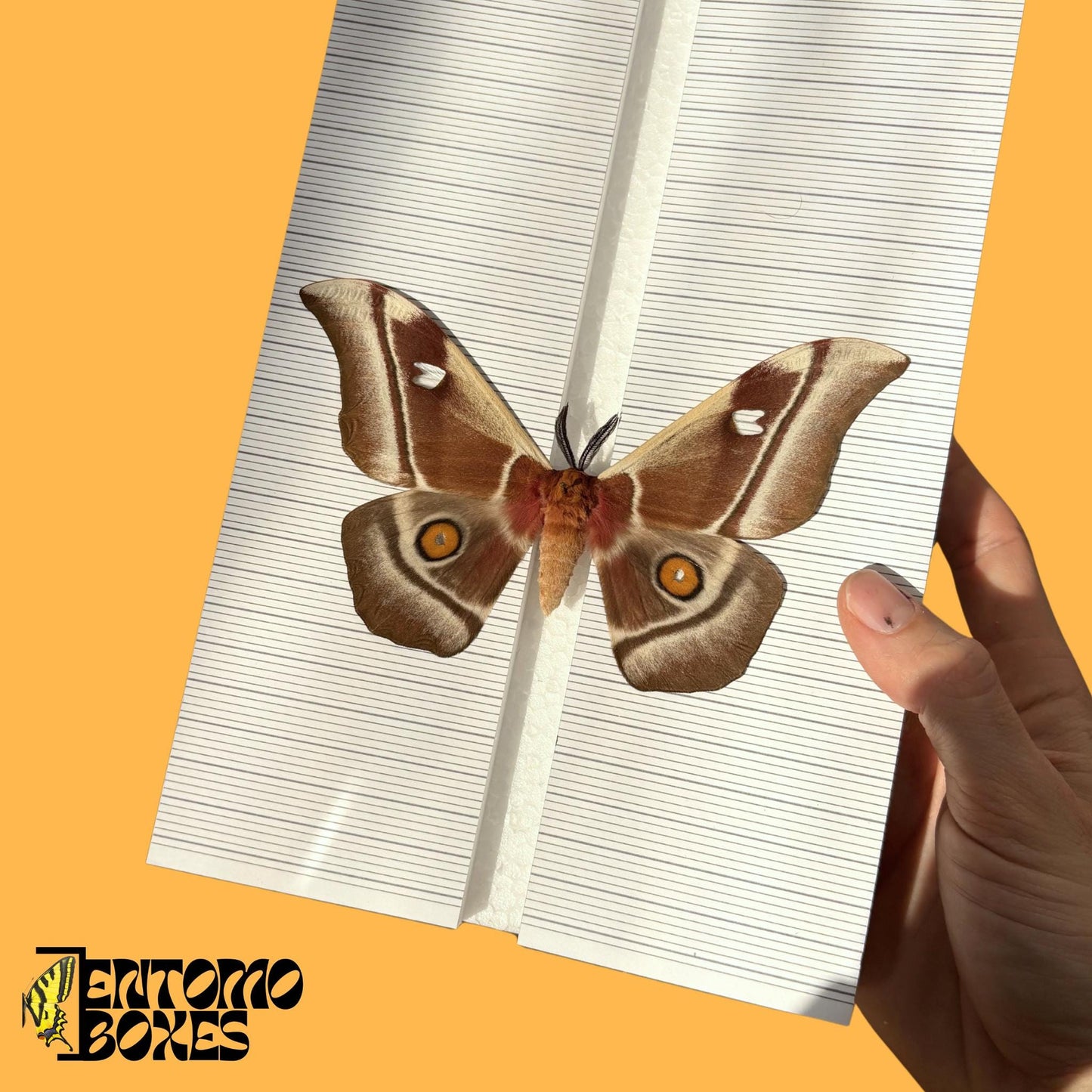 large moth pinning board with grid sticker