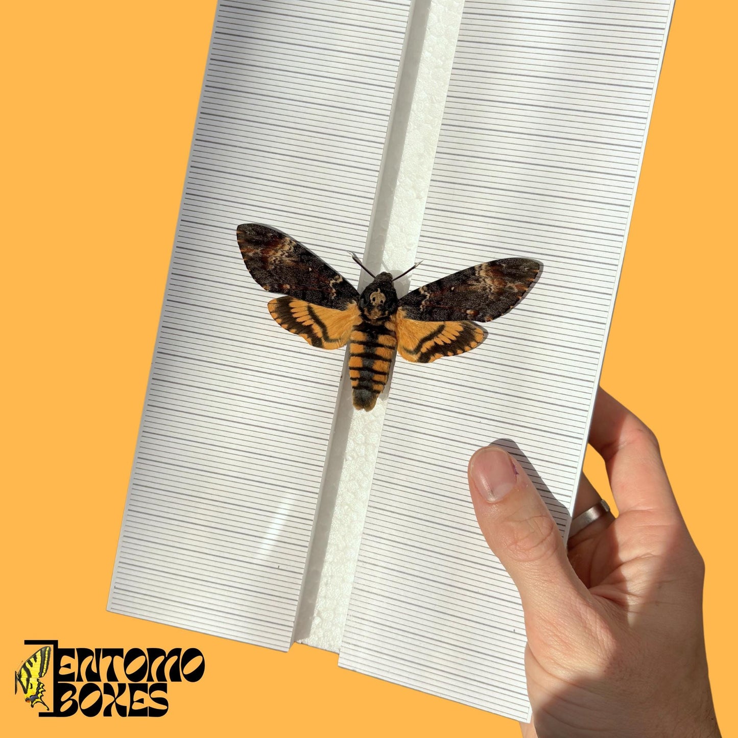 hawkmoth pinning board with grid sticker