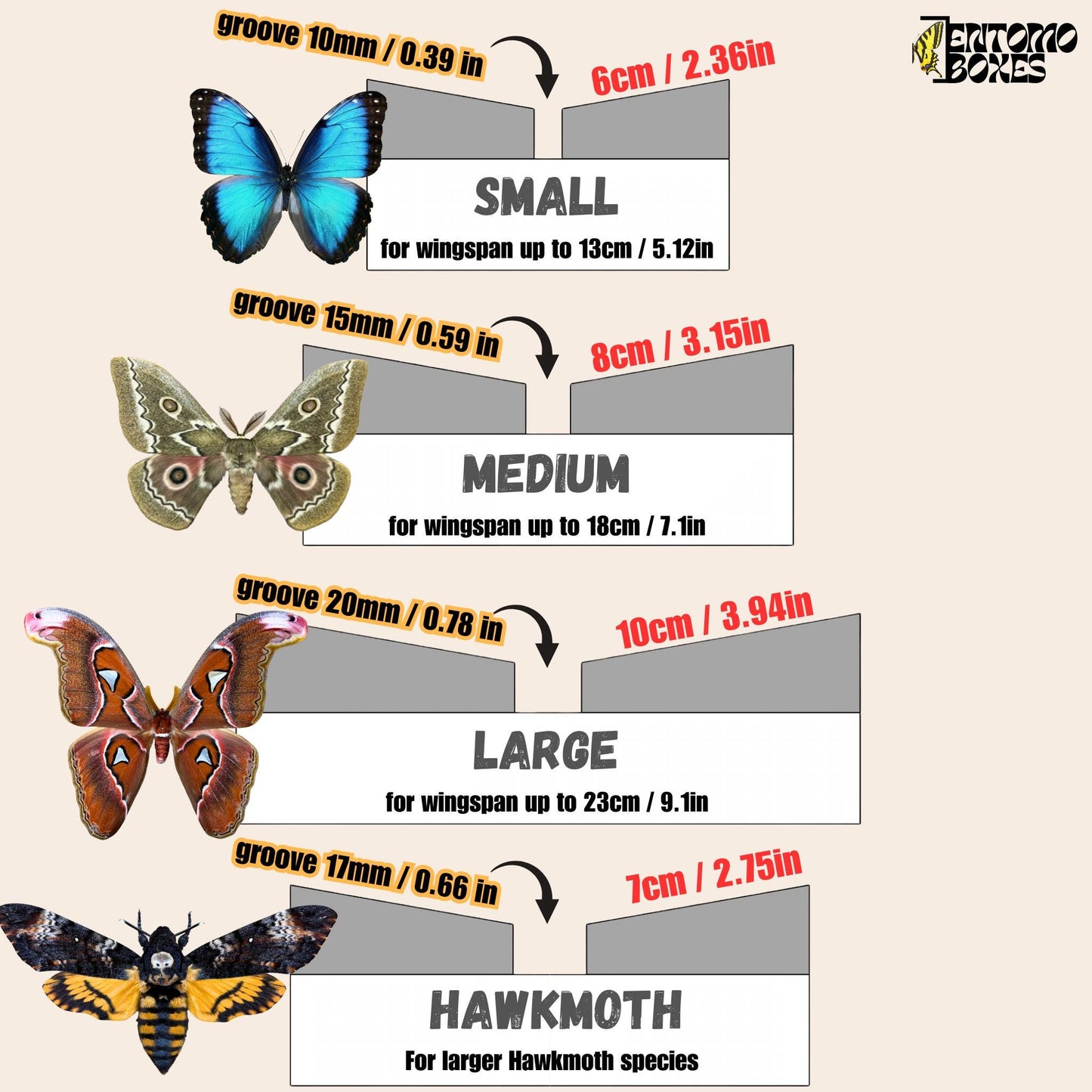 Large Angled Pinning Boards grid sticker Butterflies Moths insect taxidermy entomology