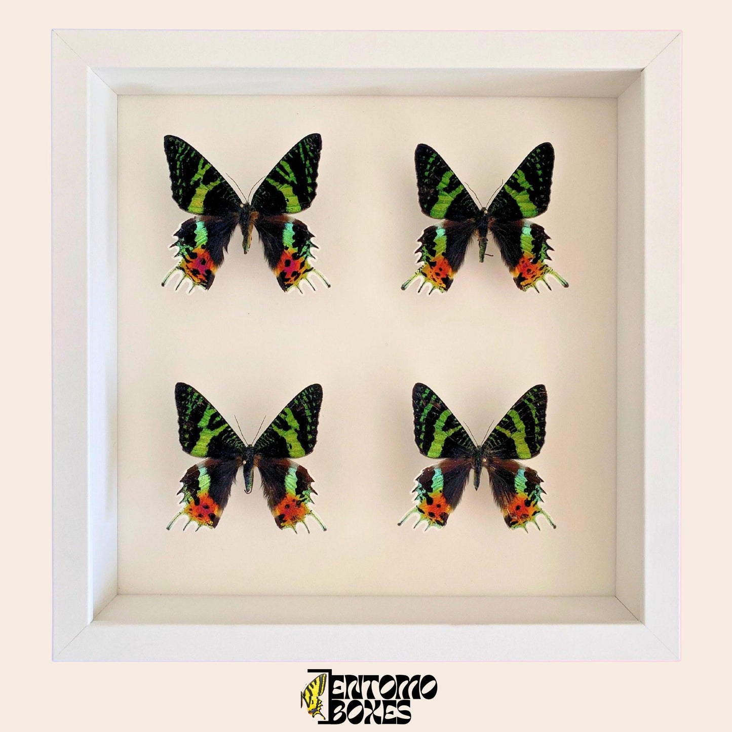 four Madagascan Sunset Moths (Urania ripheus) in white Frame