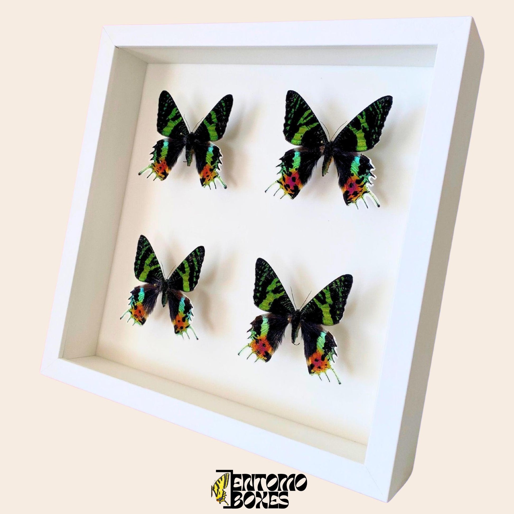 four Madagascan Sunset Moths (Urania ripheus) in white Frame