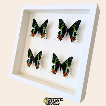 four Madagascan Sunset Moths (Urania ripheus) in white Frame
