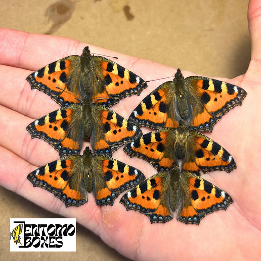 The small tortoiseshell (Aglais urticae) for sale