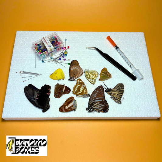butterfly kit for art and photography