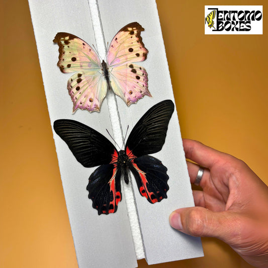 cheap foam butterfly pinning board