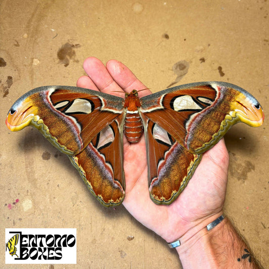atlas moth cocoon for sale