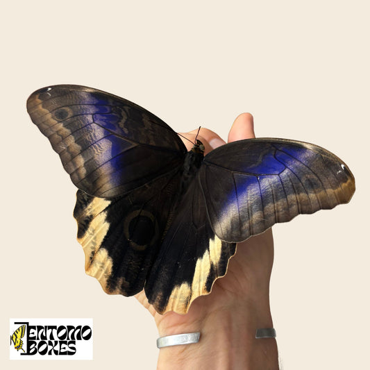Caligo atreus RARE