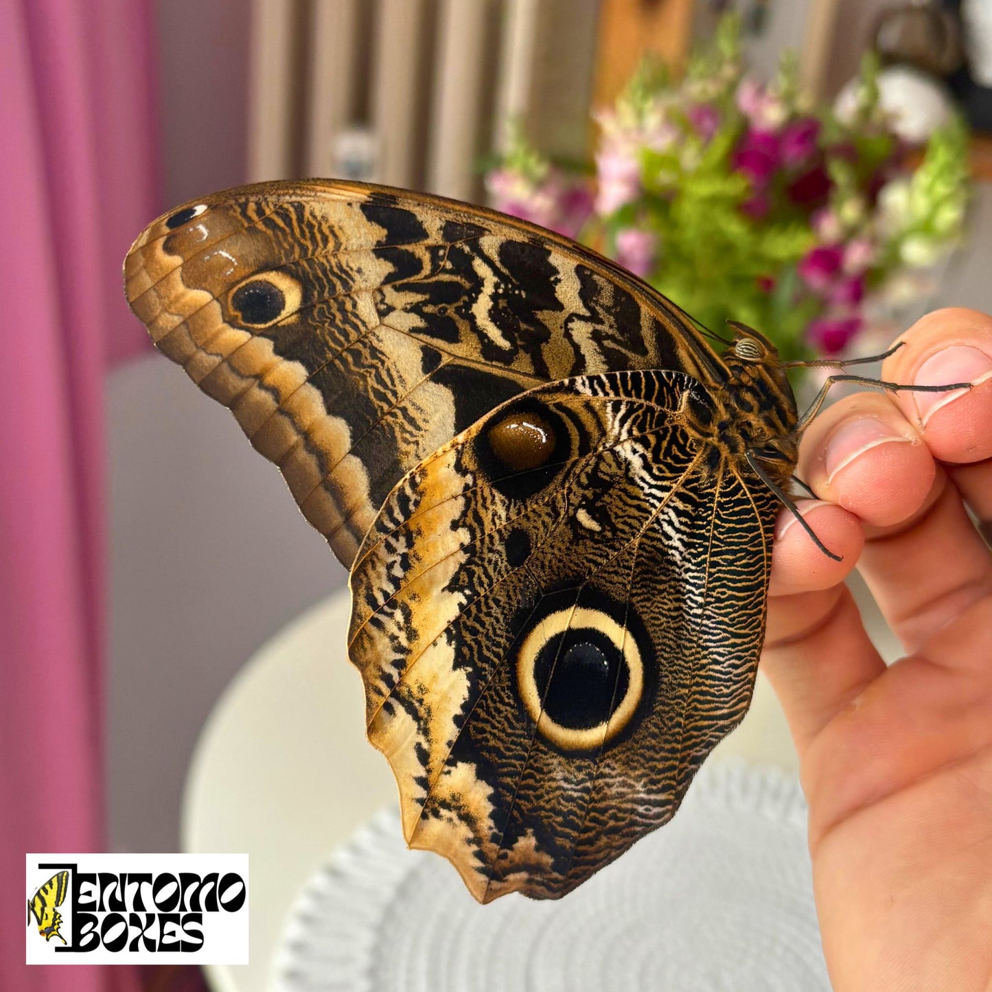 Caligo atreus RARE