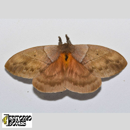 periphoba rosacea for sale