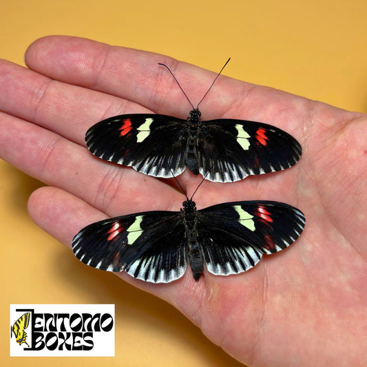 heliconius longwing butterfly for sale
