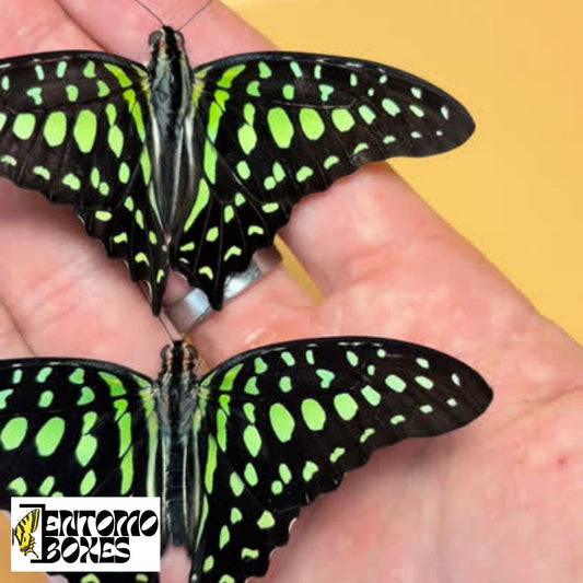 Graphium agamemnon papered