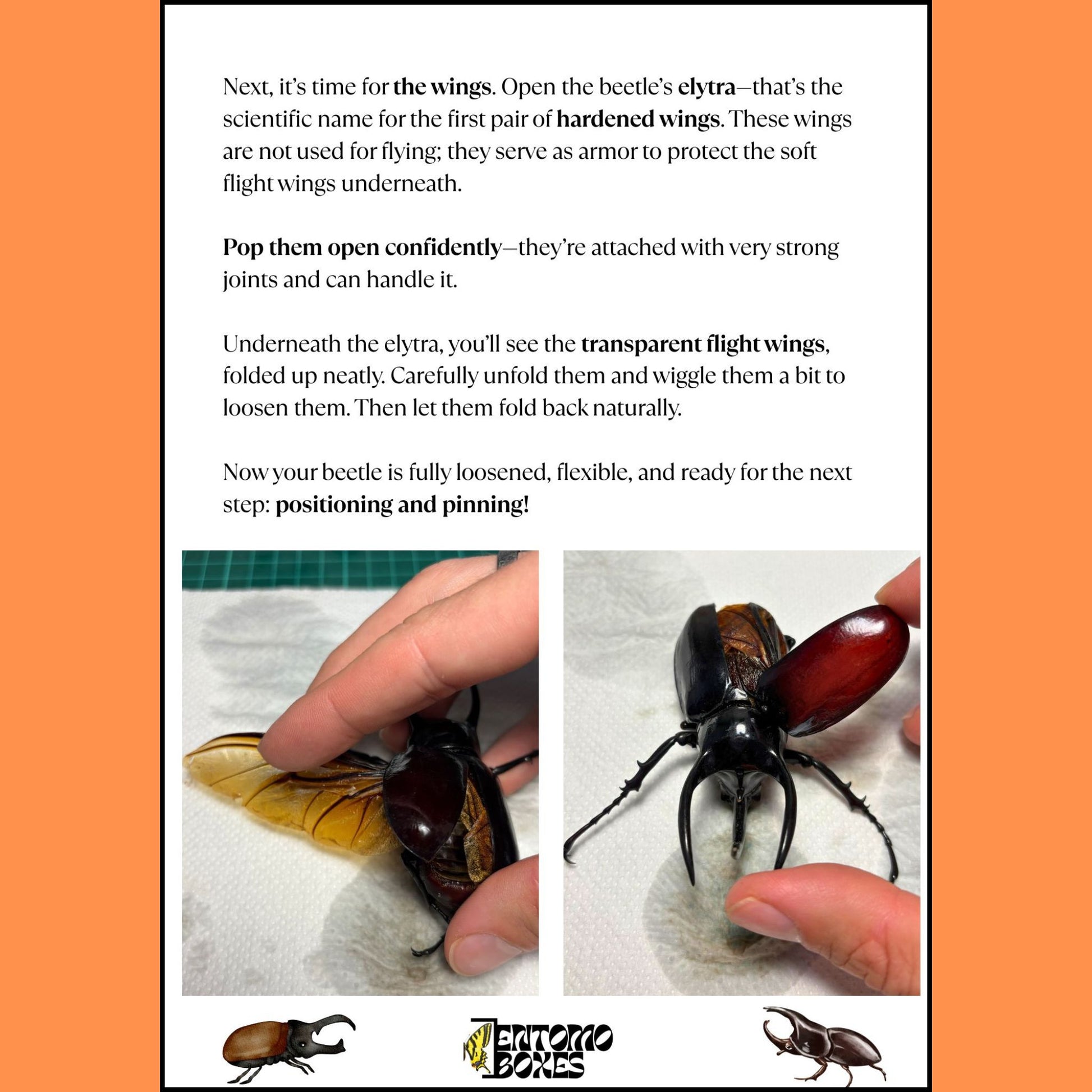all-in-one complete entomology beetle mounting kit with guide