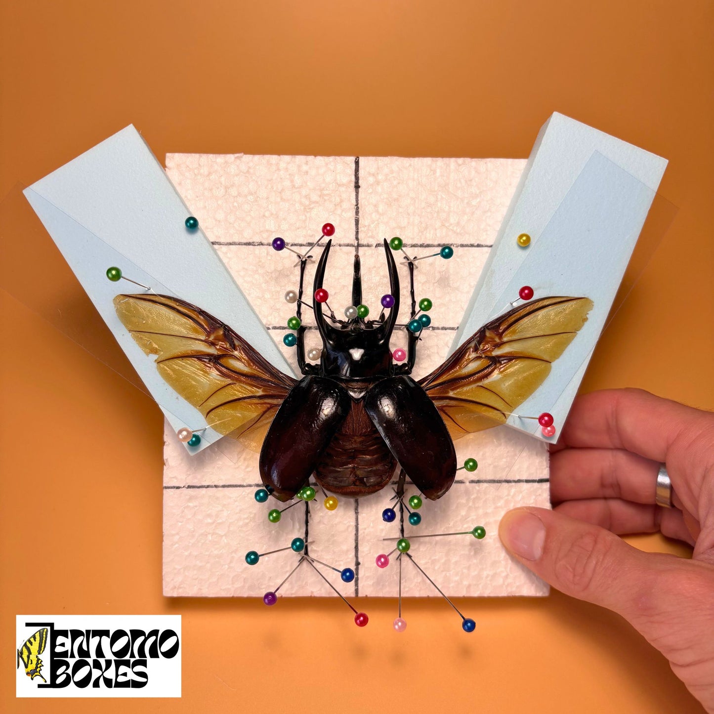 all-in-one complete entomology beetle mounting kit with guide