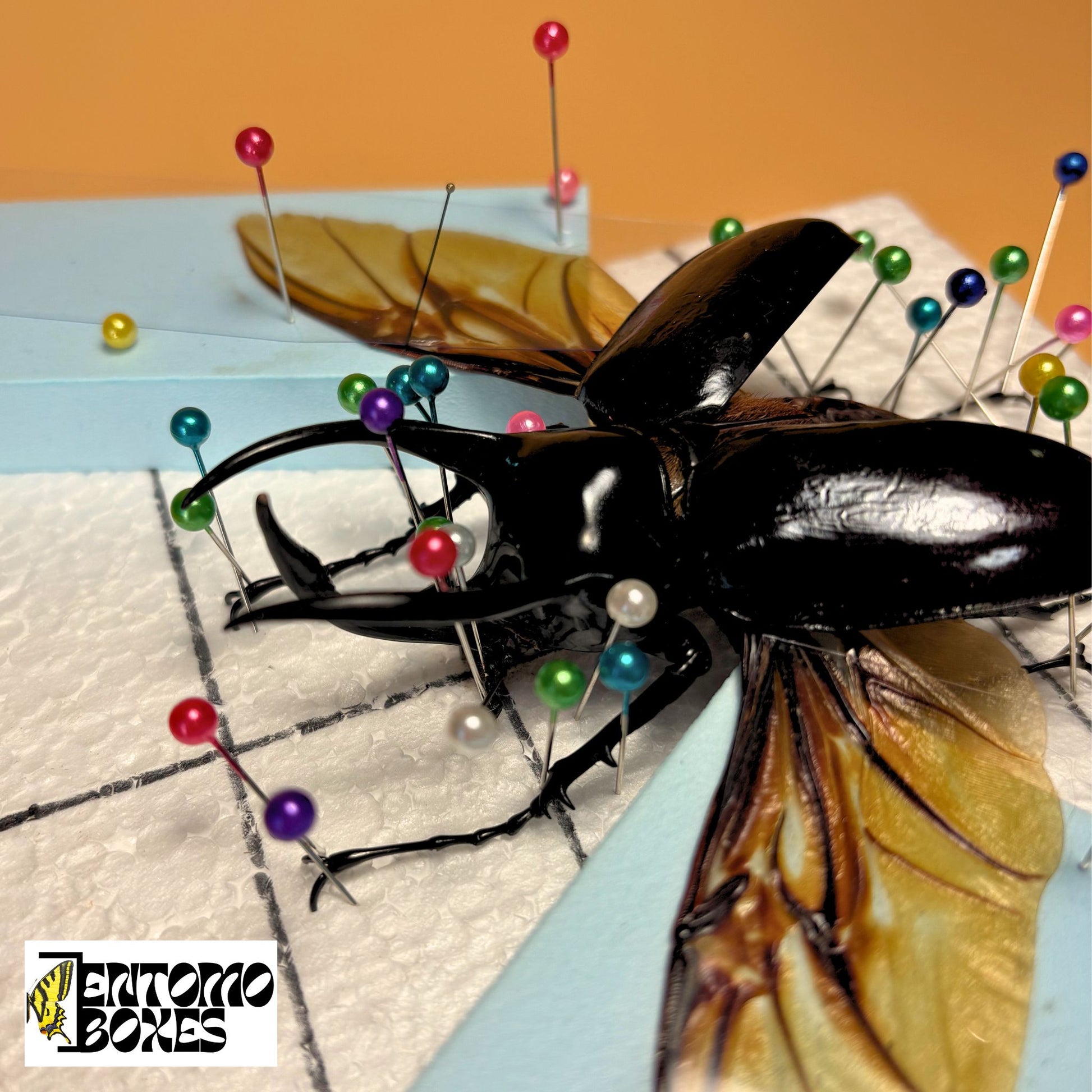 all-in-one complete entomology beetle mounting kit with guide