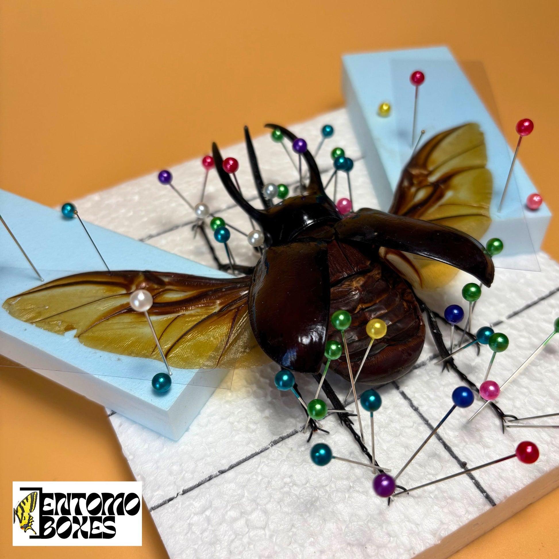 all-in-one complete entomology beetle mounting kit with guide