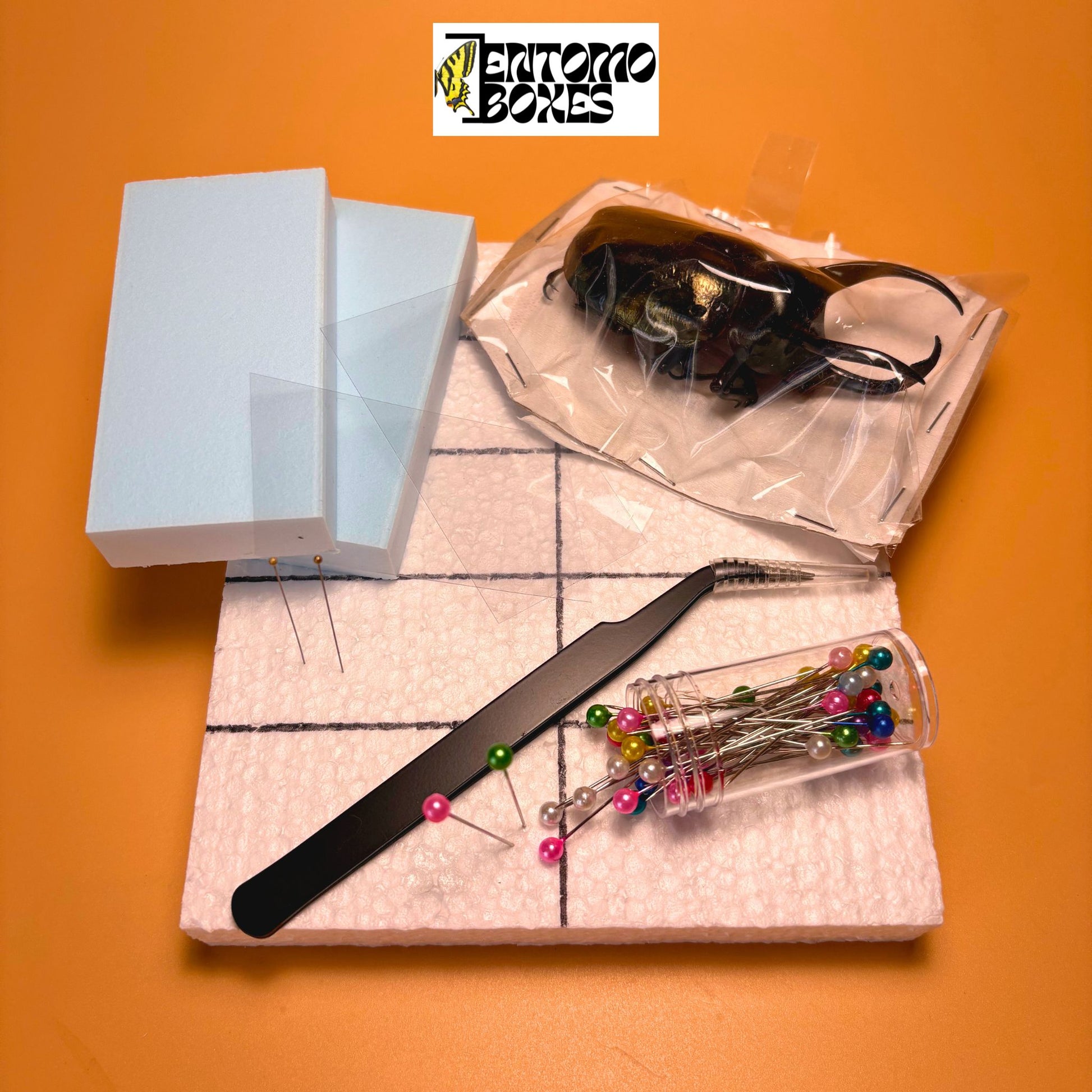 all-in-one complete entomology beetle mounting kit with guide
