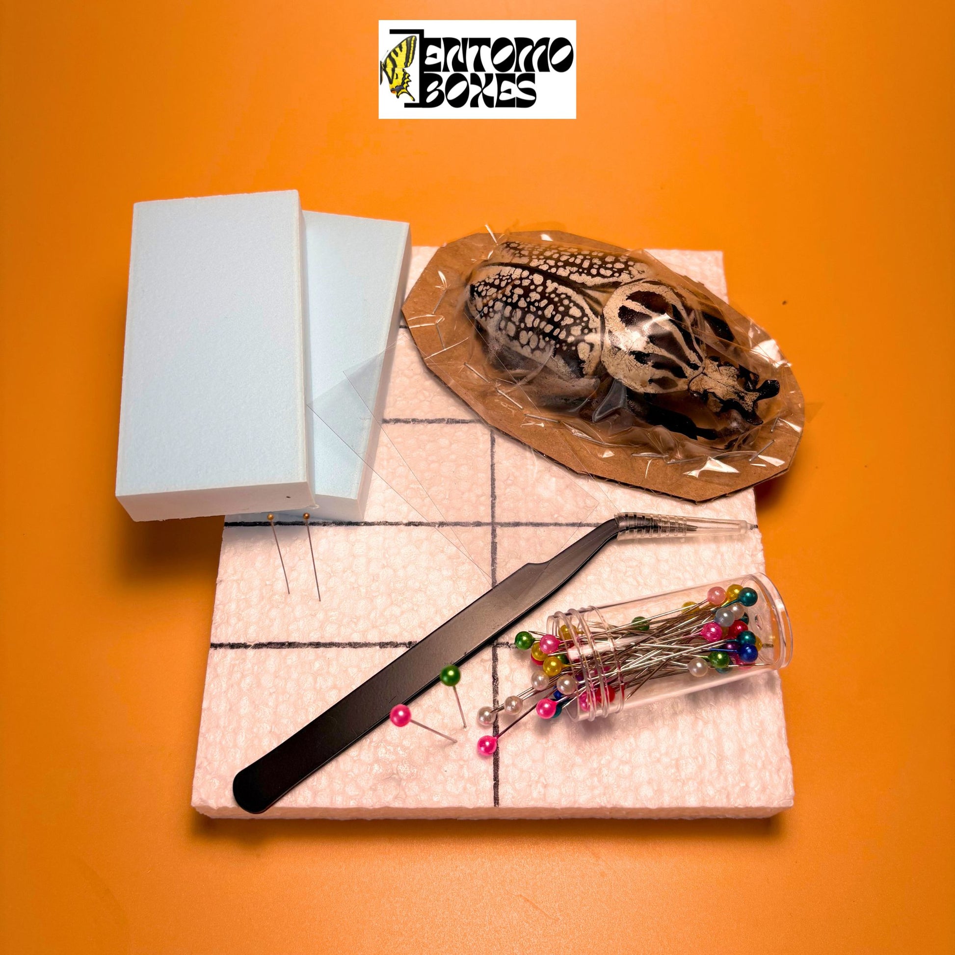 all-in-one complete entomology beetle mounting kit with guide