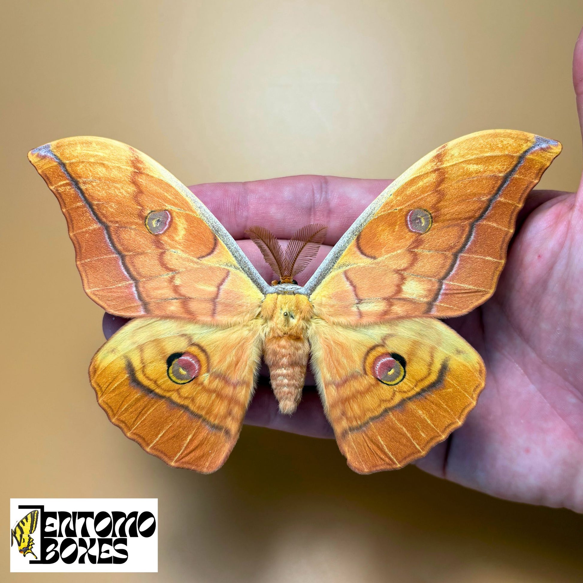 Antheraea yamamai male for sale